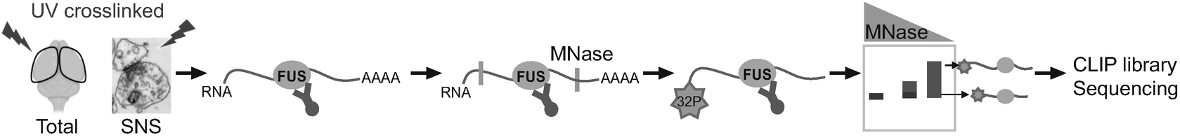 Schematic of the CLIP-seq protocol allowing stringent purification of RNAs bound to FUS protein. © 2022 The Authors