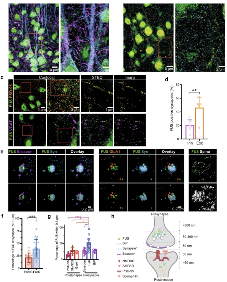 Fig. 1 Sahadevan, Hembach et al. © 2021 The Authors