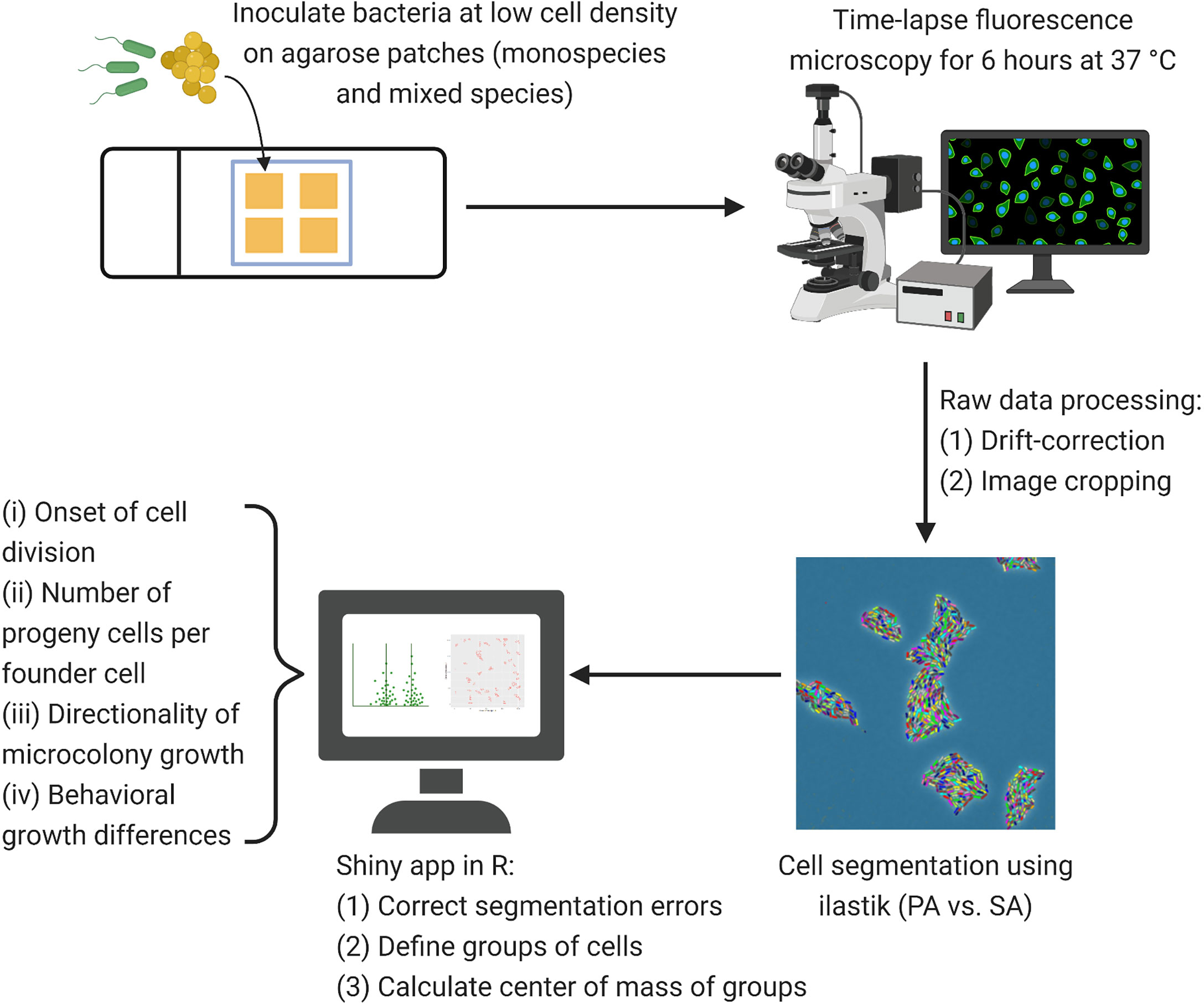 Figure 1 Microscopy workflow for time-lapse fluorescence microscopy Niggli et al © 2021 The Authors