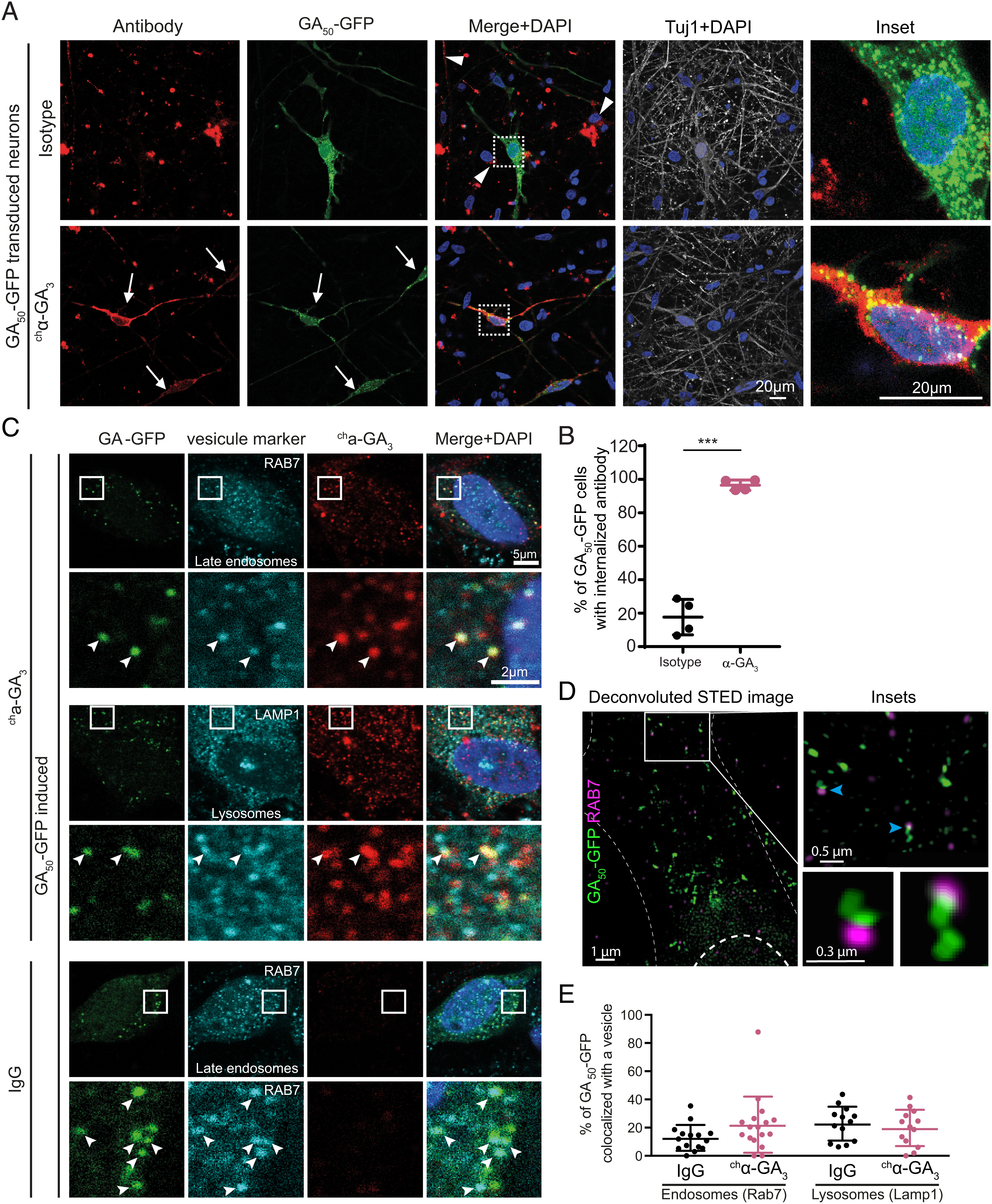 Fig 1. chα-GA3 is internalized via vesicular compartments in human neurons, but does not alter GA50-GFP vesicular localization. © 2022 The Authors