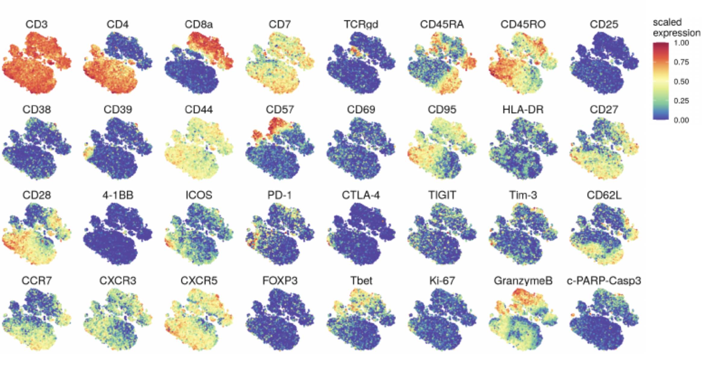 Fig.1D. T-SNE plots of normalized marker expression