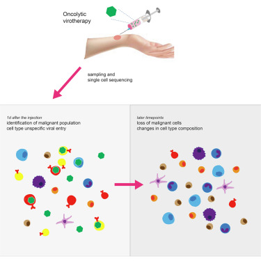 Graphical abstract