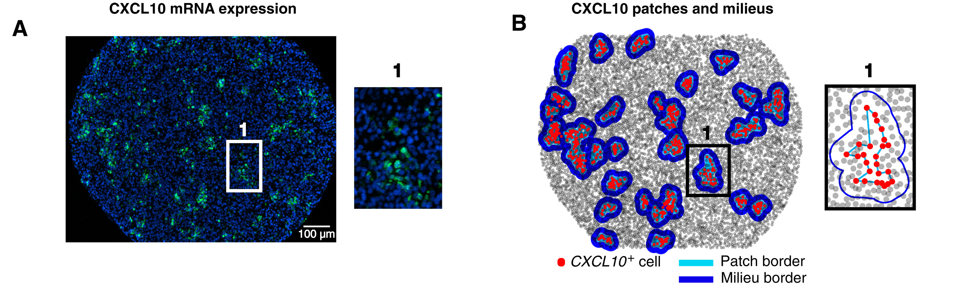 Fig.3 (A,B). Hoch et al 2022