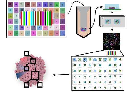 Graphical abstract