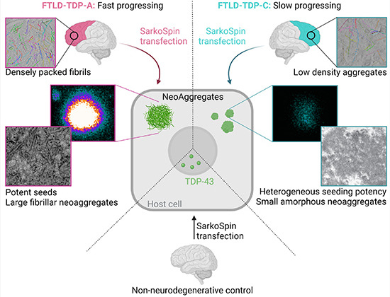 Synopsis De Rossi et al. © 2021 The Authors