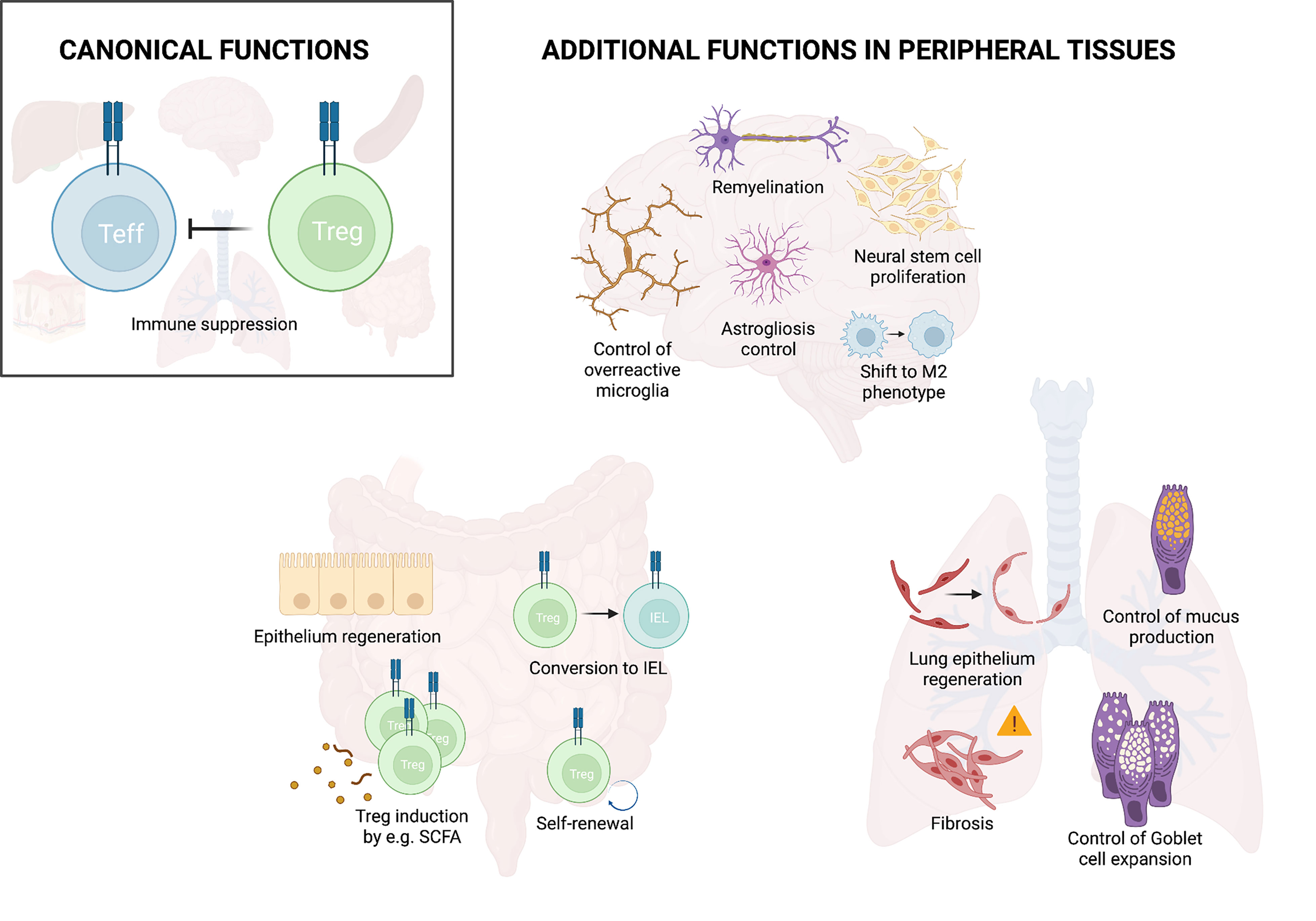Figure 2 Treg functions in peripheral tissues.